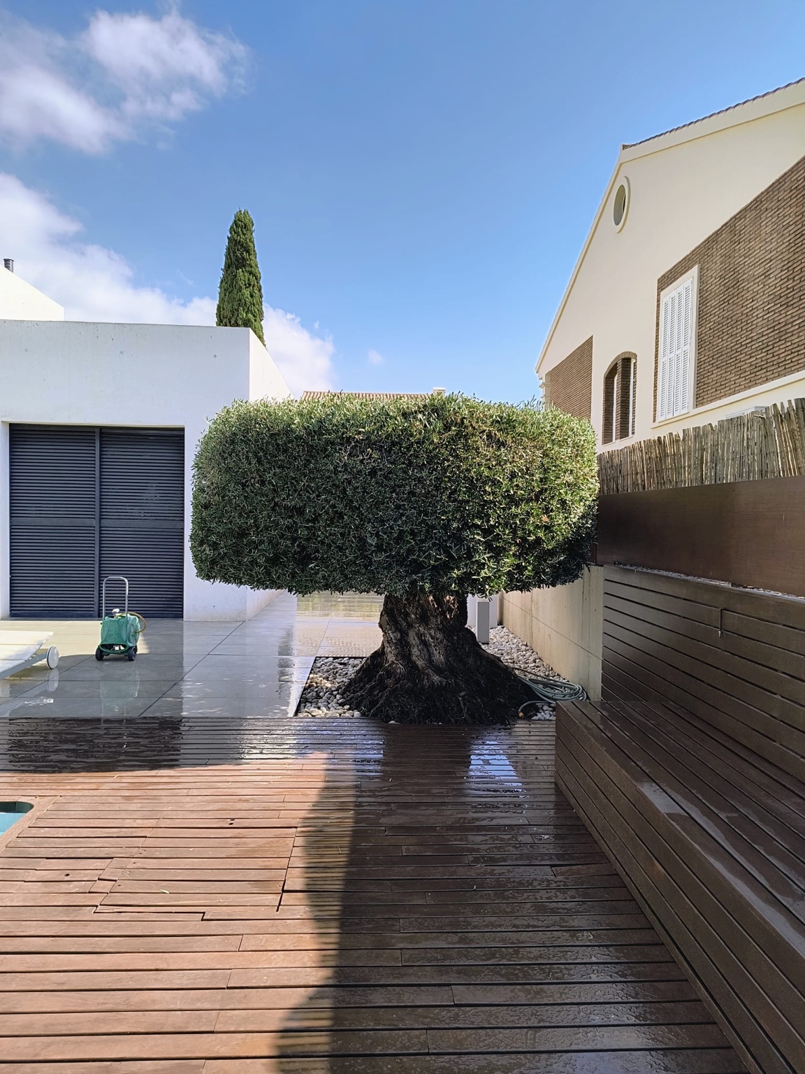 Olivo ornamental de copa perfilada junto a una vivienda